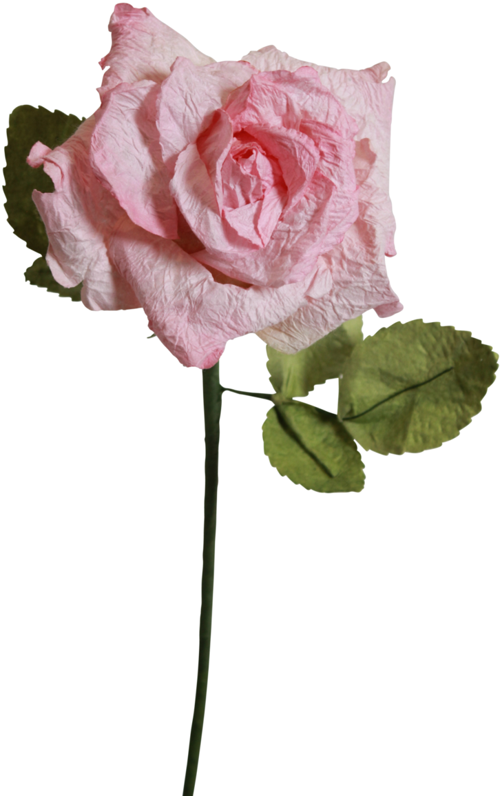 Light Pink Roses - Floribunda (1024x1536), Png Download