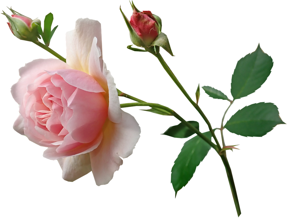 Rose, Pink, Stem, Perfume, Garden, Nature - Floribunda (960x720), Png Download