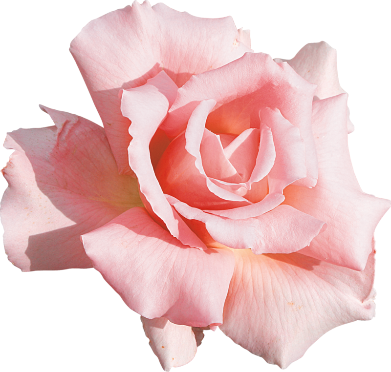 Фото, Автор Lady - Floral Pink Rose Close Up Shower Curtain (800x762), Png Download