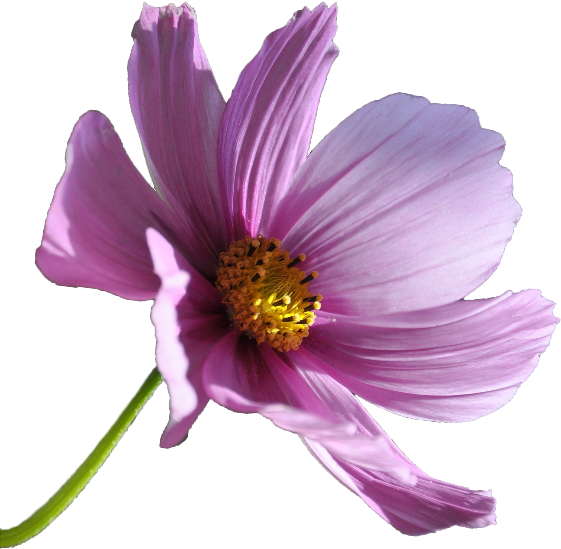 If You're In The Wyalusing, Laceyville, Sugar Run, (1864x1902), Png Download