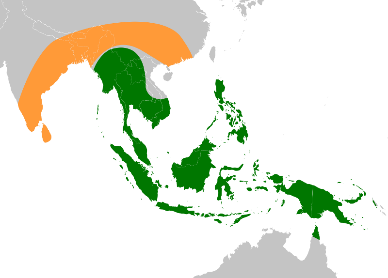 Banana Ancestors Original Range (800x574), Png Download