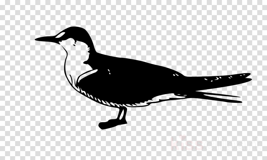 Bird Clip Art Clipart Gulls Bird Clip Art - Vector Graphics (900x540), Png Download