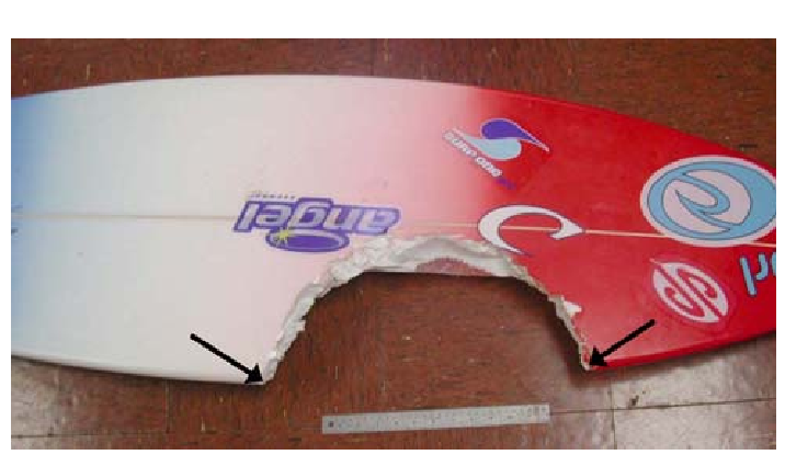 Bite Damage To A Surfboard Produced By A Large Tiger - Tiger Shark (715x511), Png Download