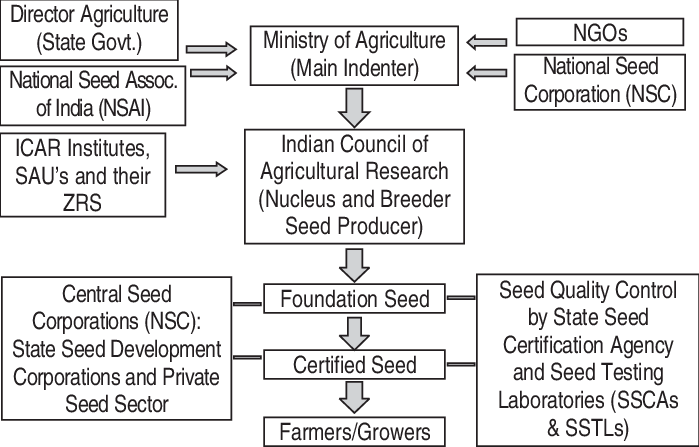 Seed Chain For The Production Of Quality Seed - Seed (699x447), Png Download