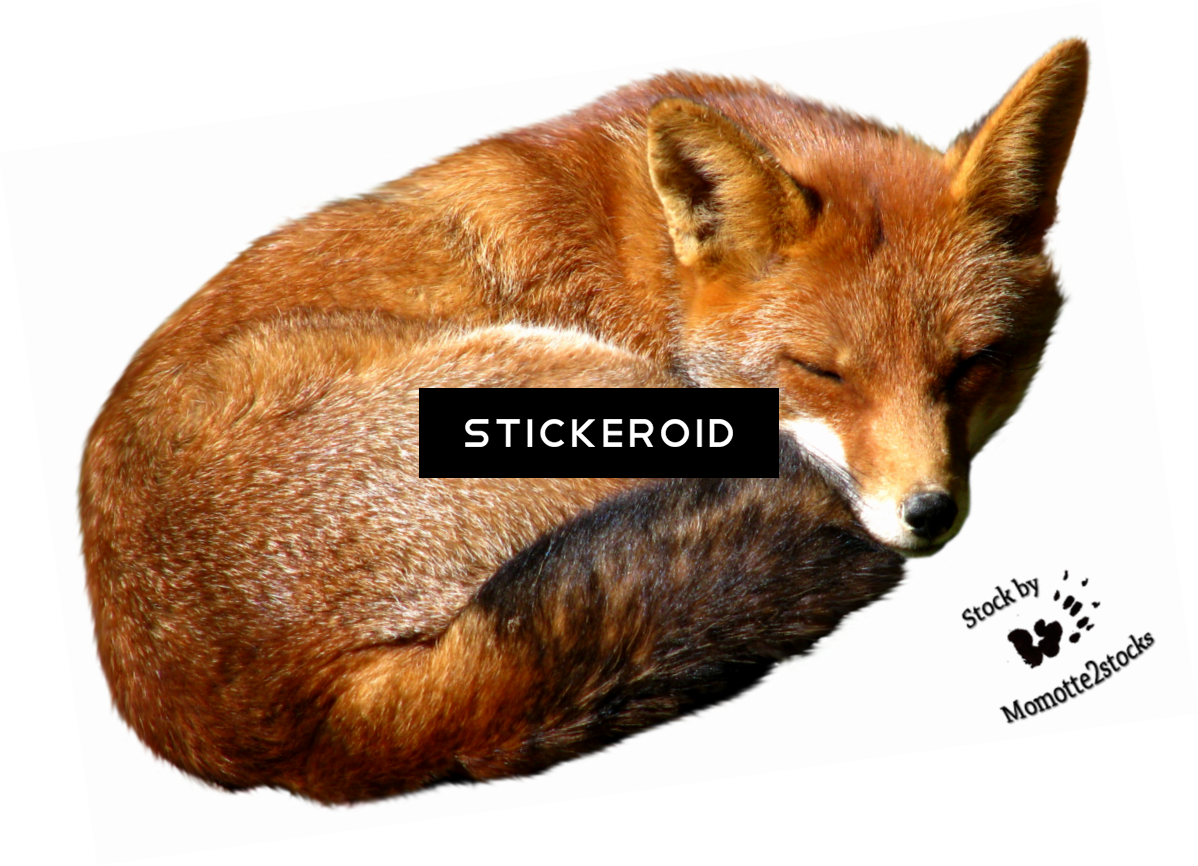 Fox (1198x866), Png Download