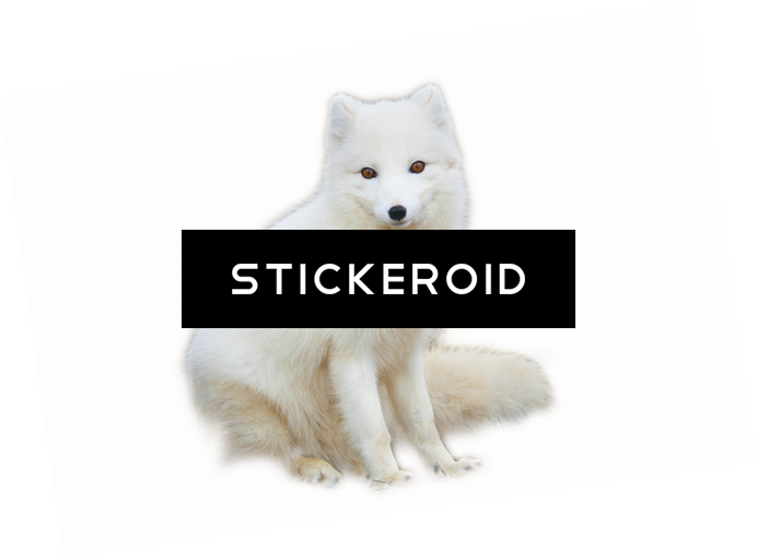Arctic Fox Animals - Arctic Fox (692x511), Png Download