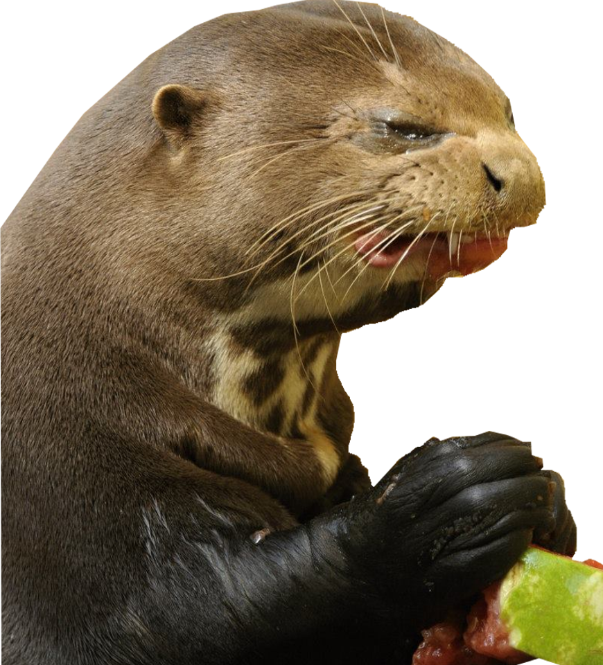 Post - Otter Making Funny Face (870x960), Png Download