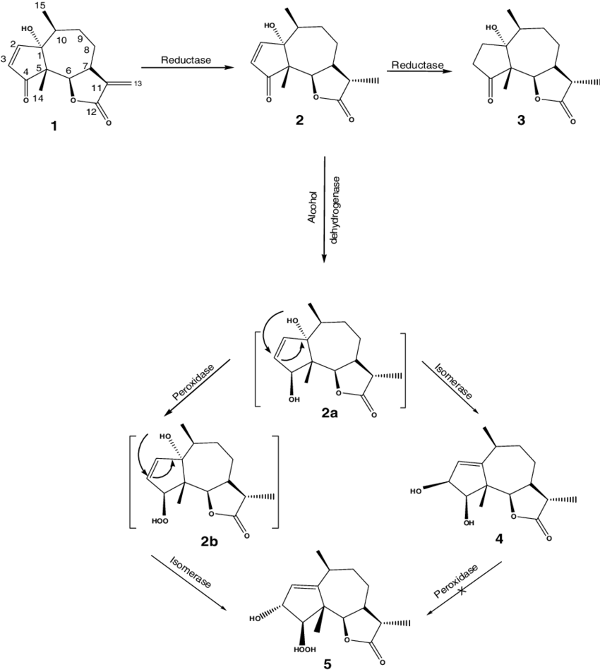 Scheme Possible Metabolic Pathway Of Parthenin By Beauveria - Beauveria Bassiana (850x952), Png Download
