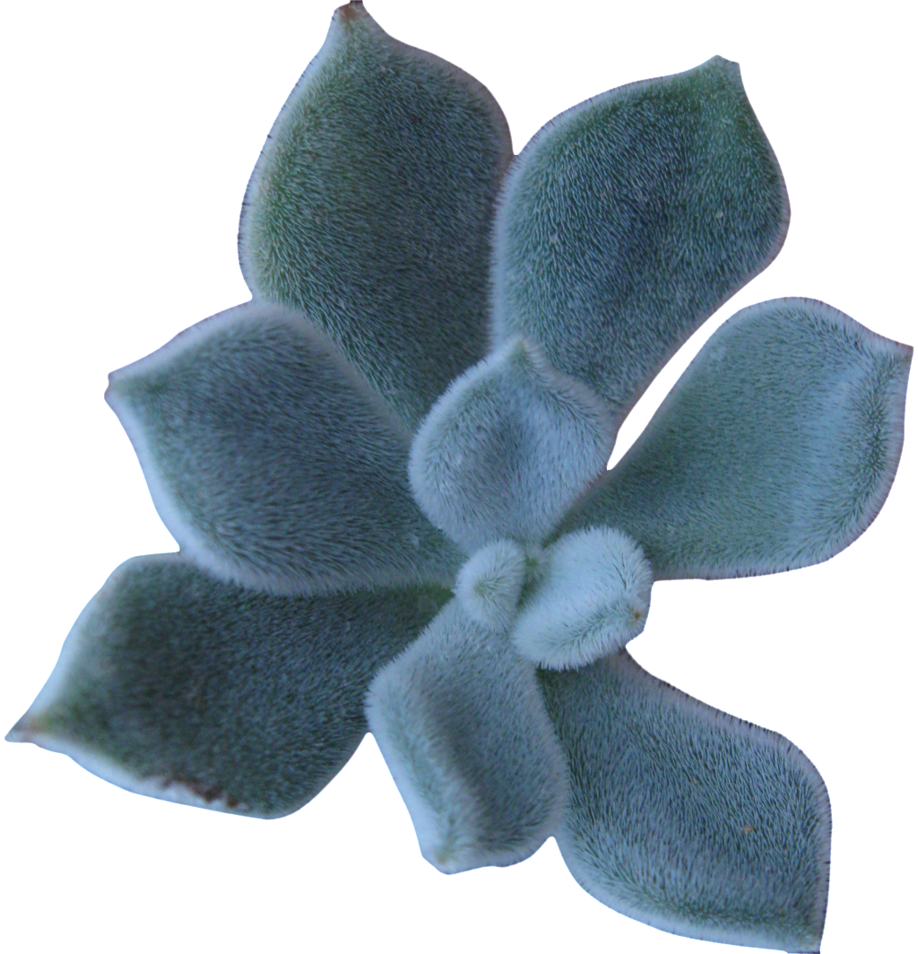 A Succulent Plant Transparent (1024x1064), Png Download