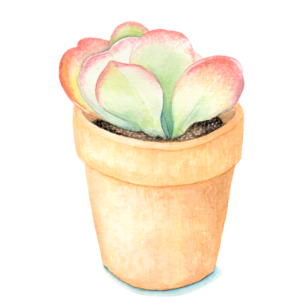 Flapjack Succulent - Succulent Plant (1000x1000), Png Download