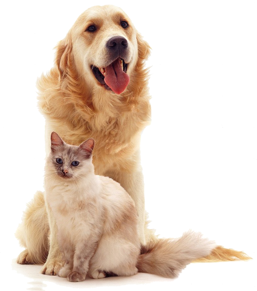 Perro - Gato Y Perro Png (832x946), Png Download