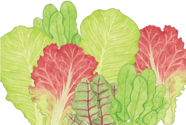 Original - Chard (640x480), Png Download