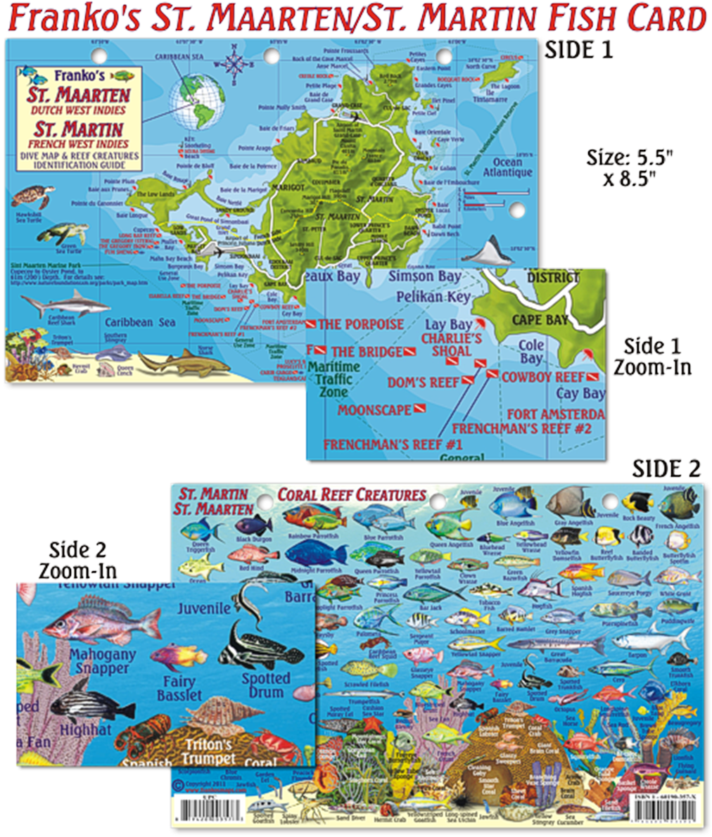 Franko Maps St Maarten/st Martin Coral Reef Dive Creature (1200x1200), Png Download