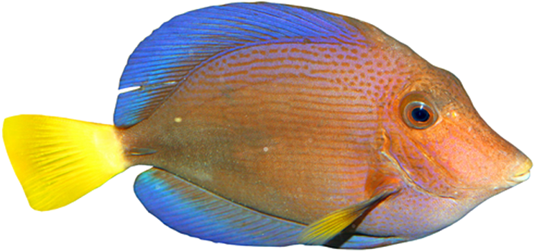 Fish - Peces Con Fondo Transparente (866x650), Png Download