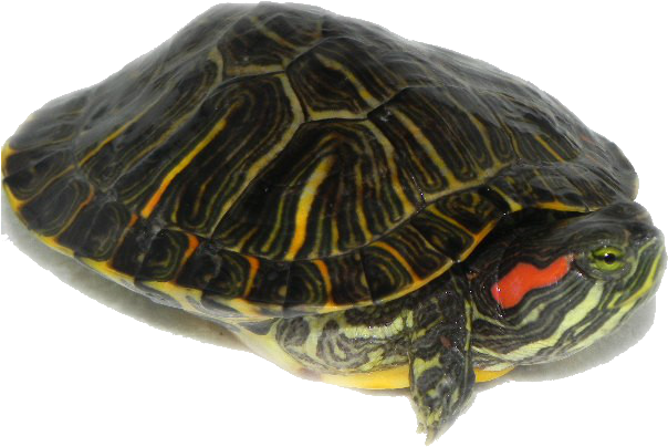Free Icons Png - Do Water Turtles Look Like (640x480), Png Download