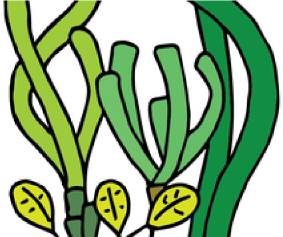 Coral Reef Clipart Seagrass - Seagrass Png (640x480), Png Download