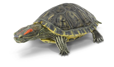 Turtle Png High-quality Image - Red Eared Slider Turtle Png (600x600), Png Download
