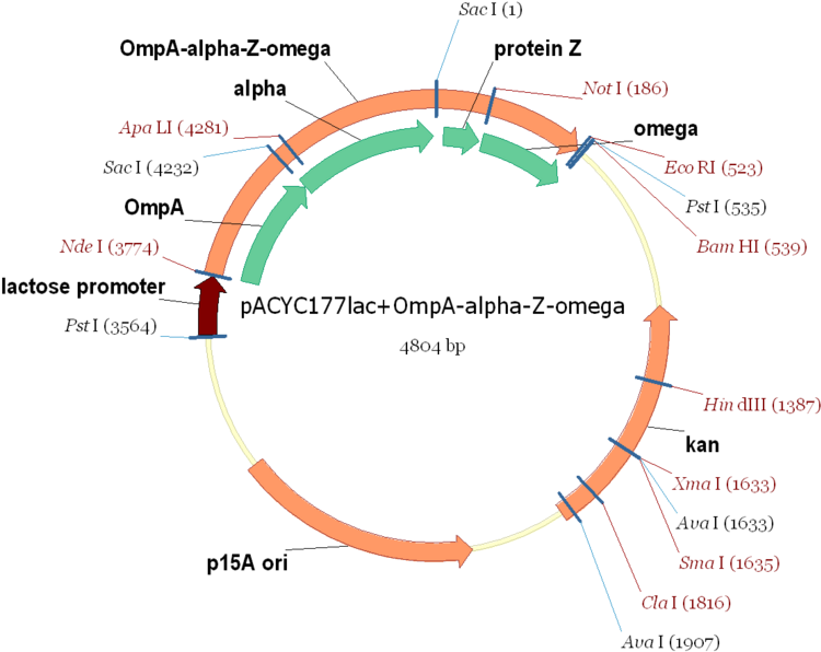 Pacyclac Ompa Alpha Z Omega - Pacyc (759x600), Png Download
