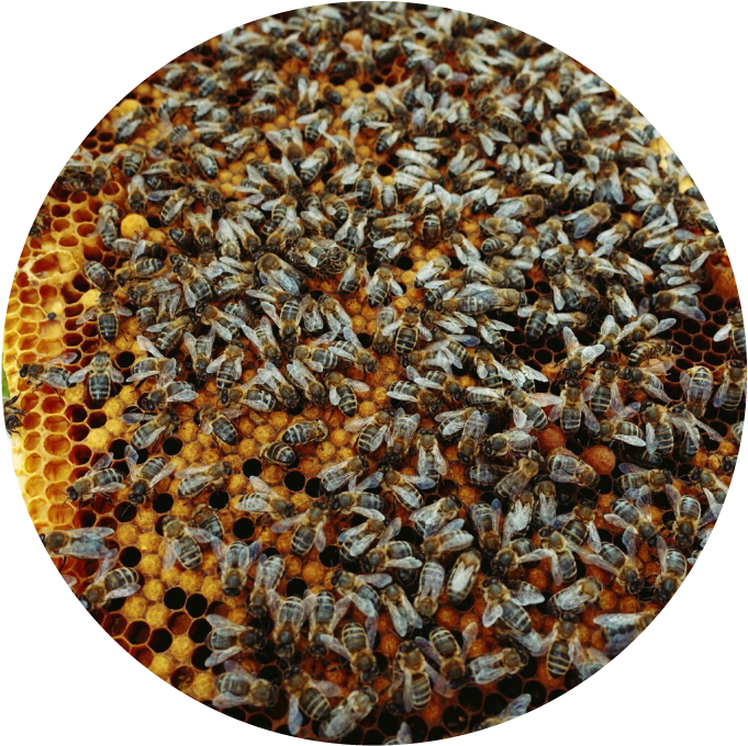 Bees - National Park (687x683), Png Download