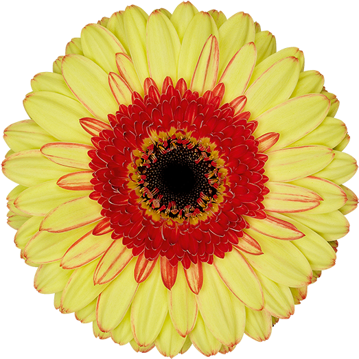 Florist Holland - Barberton Daisy (600x600), Png Download