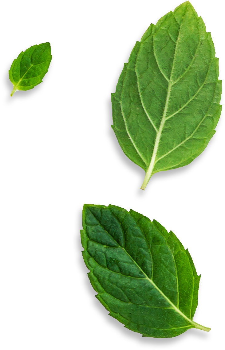 Bud (828x1273), Png Download