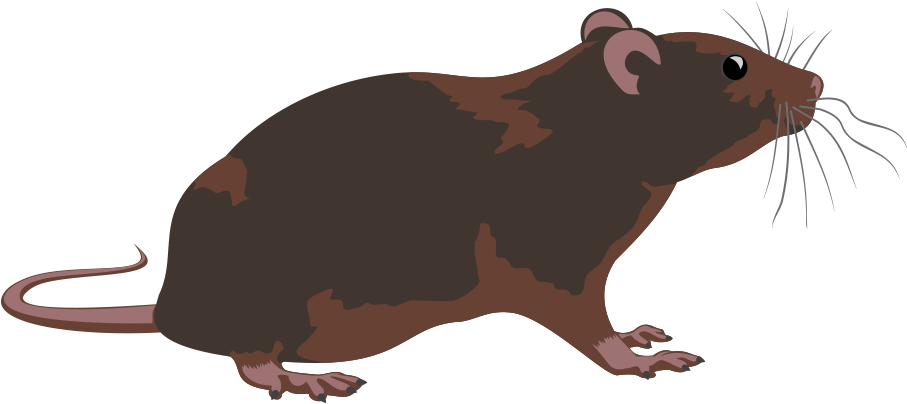 Rodent Control Mesa Arizona - Rodent (913x642), Png Download