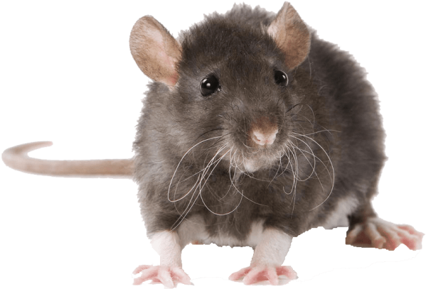 Free Png Mouse Free Pictures Png Images Transparent - Rat Animal (850x447), Png Download