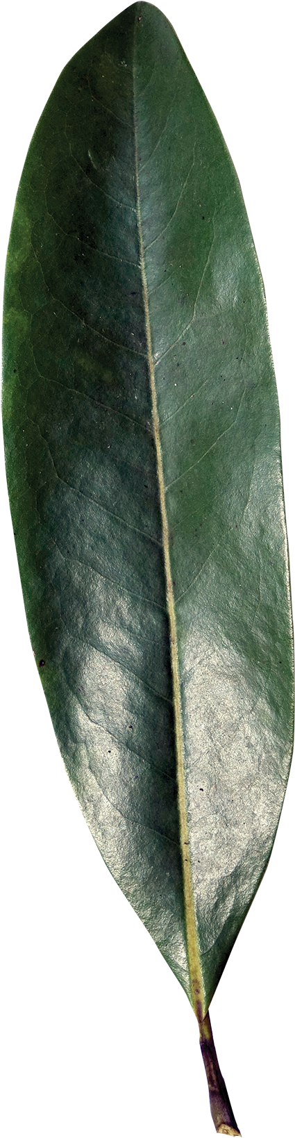 Simple - Sweetbay Magnolia Leaf (600x1720), Png Download