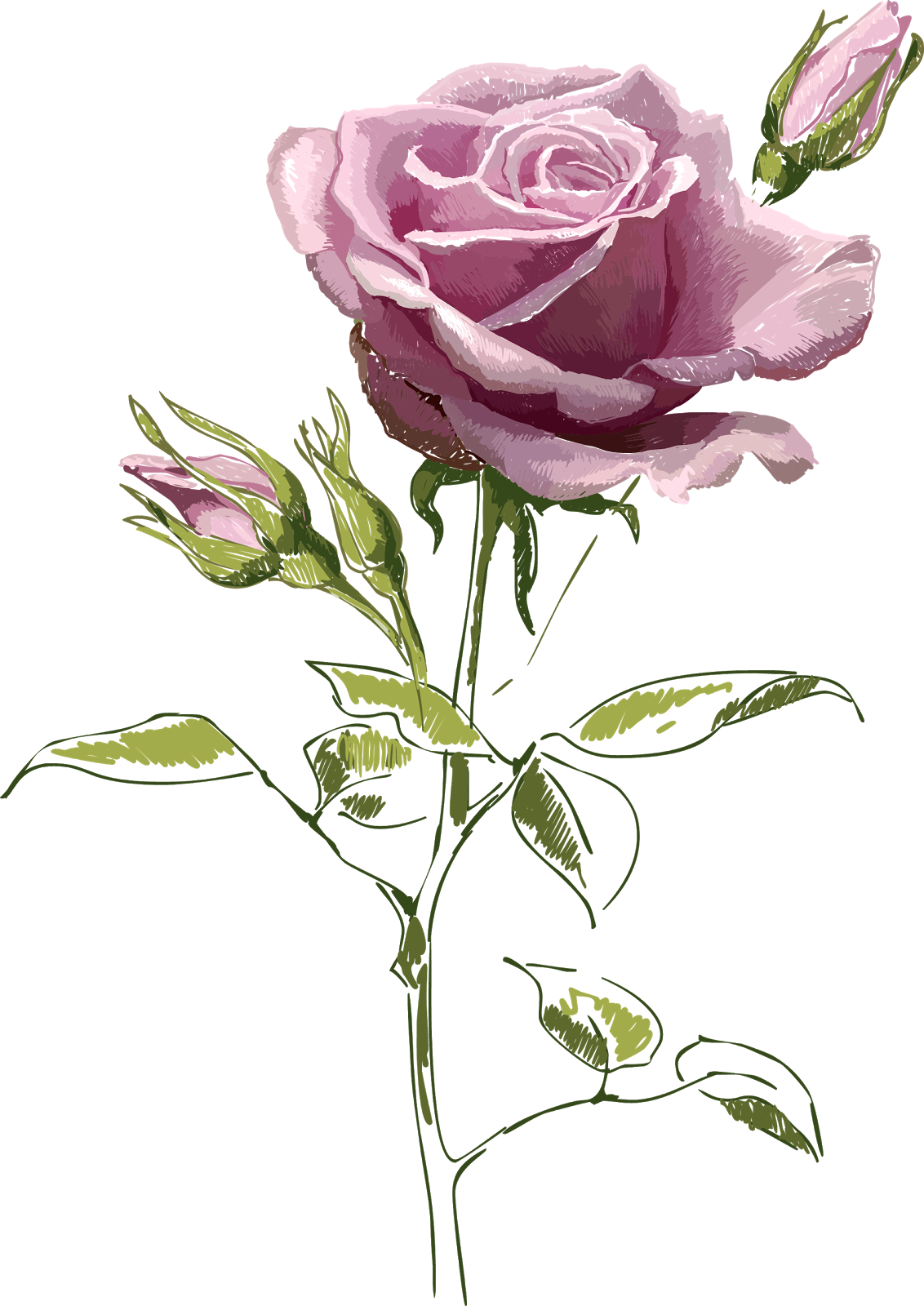 Flores Y Mariposas Encontradas En La Web - Vintage Rose Postcard (1132x1600), Png Download