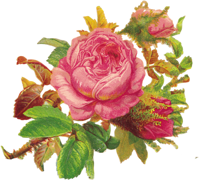 Plaatjes Bokmärken Chromos Decoupi Laminas Antiguas - Caravan Birthday Twinset & Pearls (700x628), Png Download