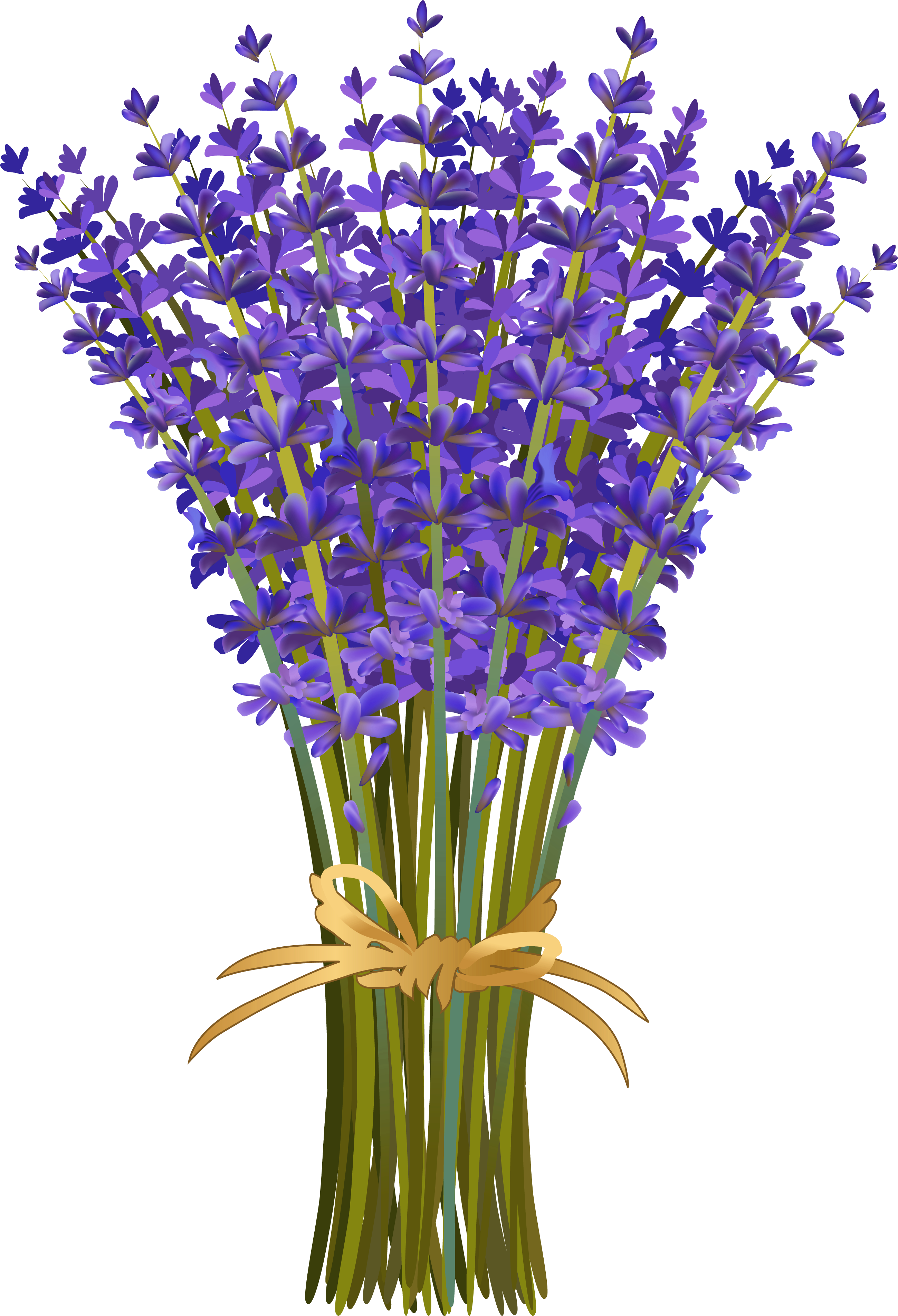 Download Lavanda Flores De Lavanda Campos De Lavanda Flores Nature Hue Lavender Essential Oil 10 Ml 100 Pure Png Image With No Background Pngkey Com