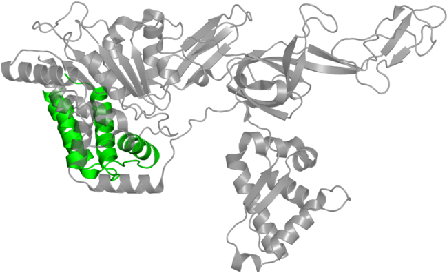 <div Class='caption-body'>1 Copy Of Pfam Domain - Minichromosome Maintenance (800x800), Png Download