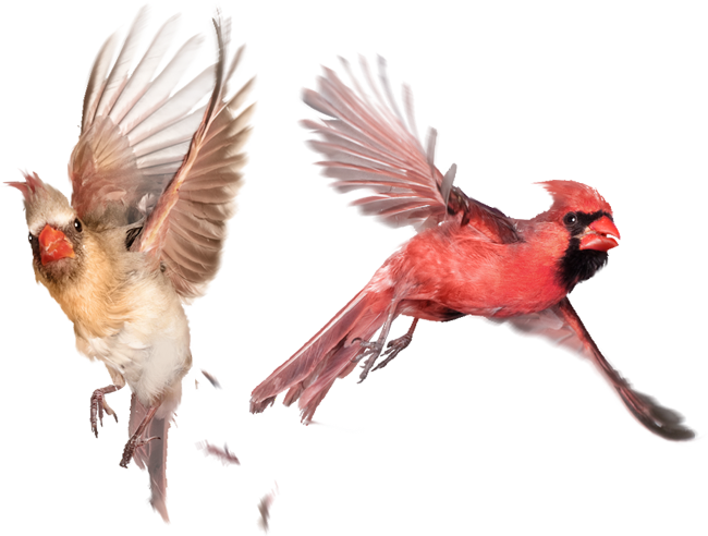 Therapy Services Gender Sexuality Issues Cardinals - Cardenales Aves Volando (650x492), Png Download