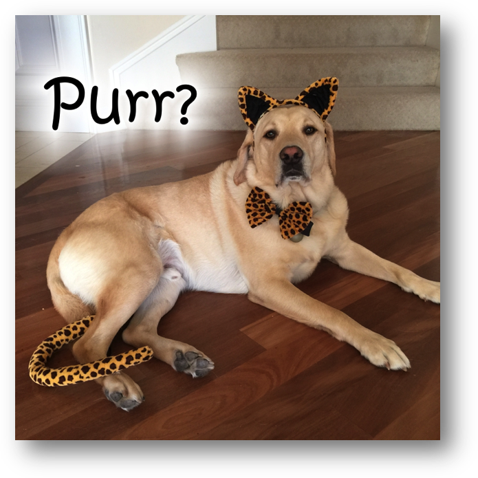 And Here's A Picture Of Victor Looking Very Handsome - Companion Dog (695x695), Png Download