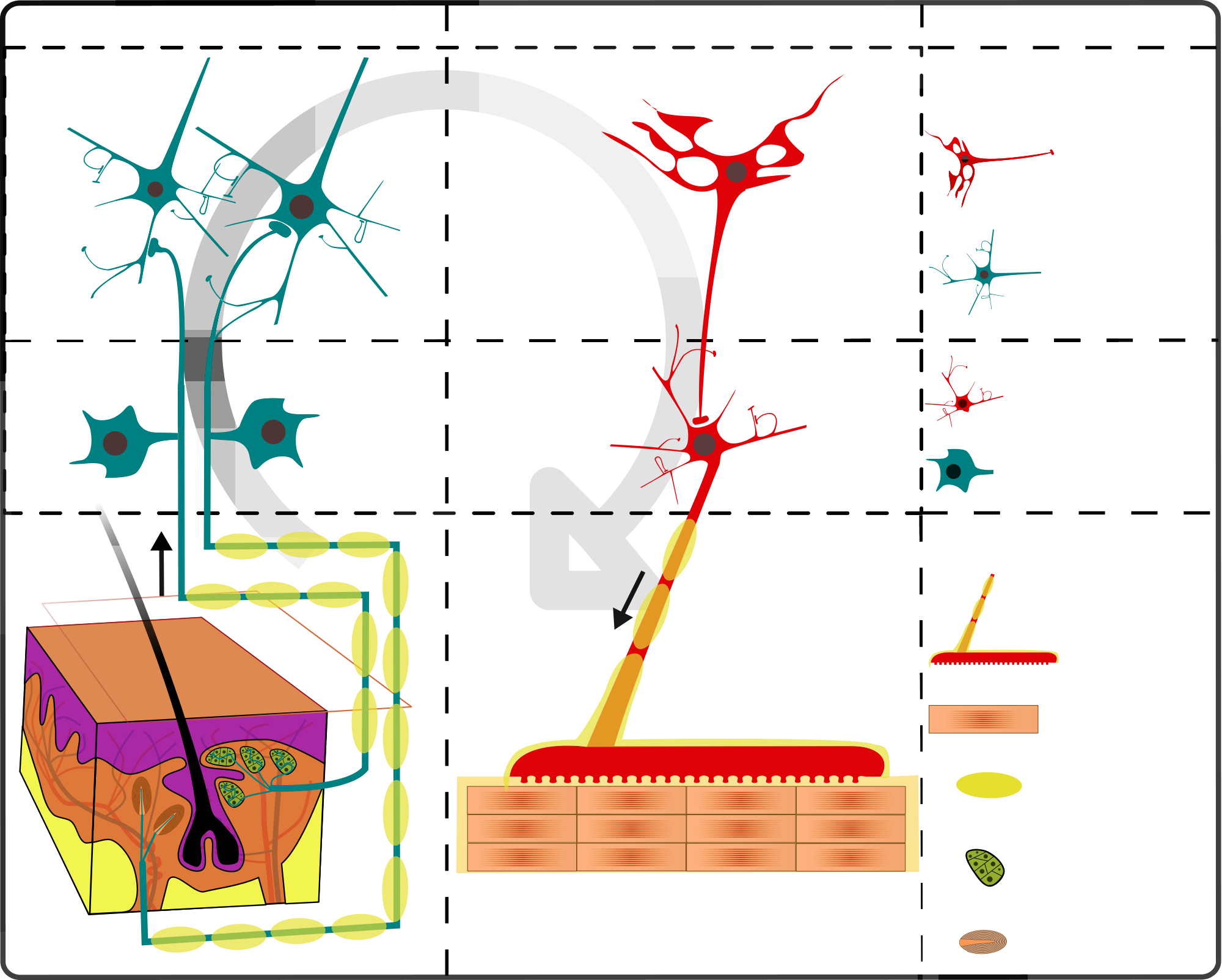 Open - Sensory And Motor Mechanism Of Plants (2000x1604), Png Download