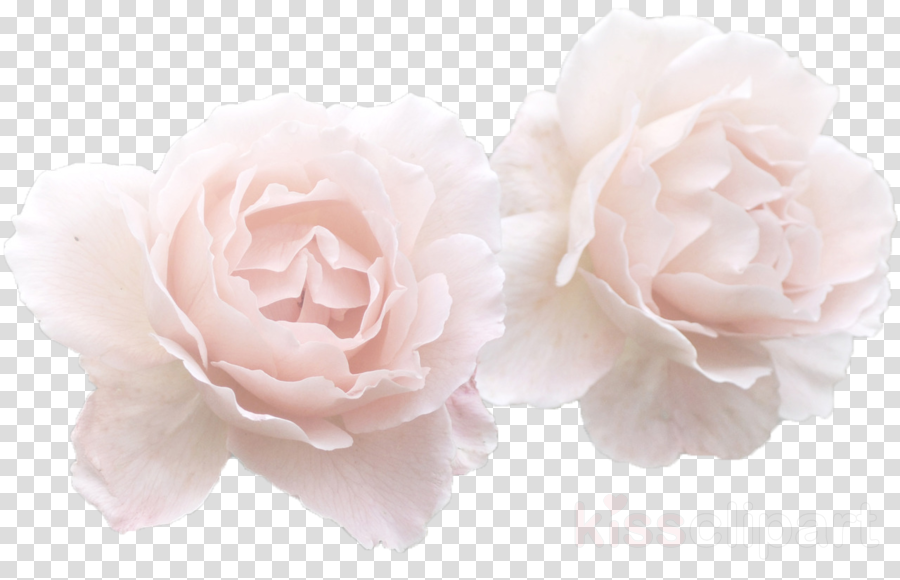 White Rose Flower Crown Transparent Clipart Garden - Vector Graphics (900x580), Png Download