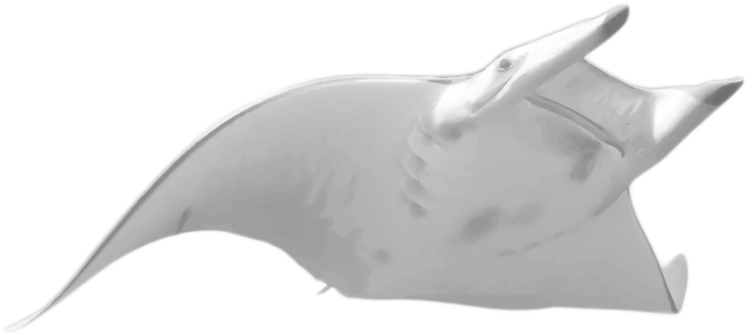 Manta Ray Png Pluspng - Transparent Manta Ray Png (800x452), Png Download