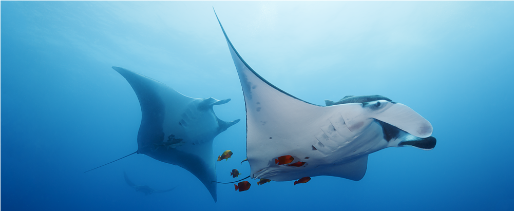 Marine Wildlife - Marine Mammal (1000x1000), Png Download