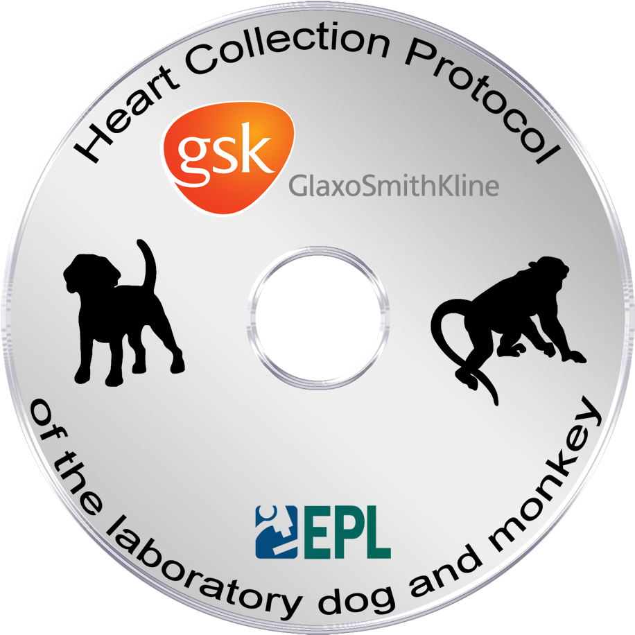 Heart Trimming Protocol Of The Laboratory Dog And Monkey - Gsk (929x929), Png Download
