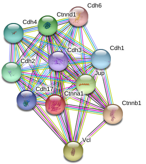 Circle (975x364), Png Download