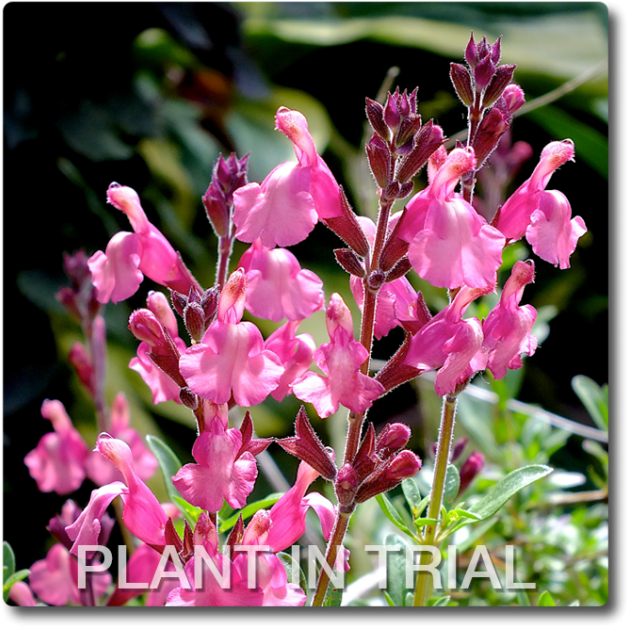 Salvia Tutti Frutti (650x650), Png Download