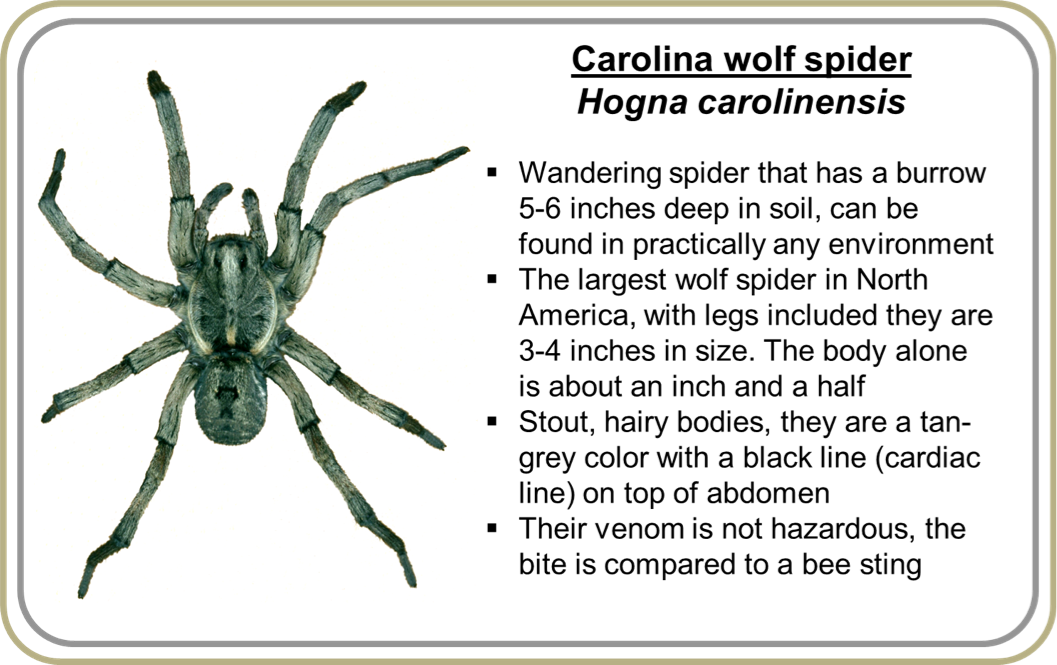 Tarantula (1057x665), Png Download