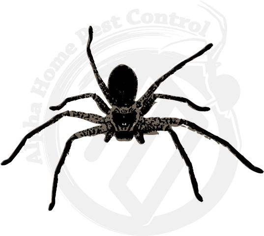Huntsman Image Gallery - Spider (570x570), Png Download