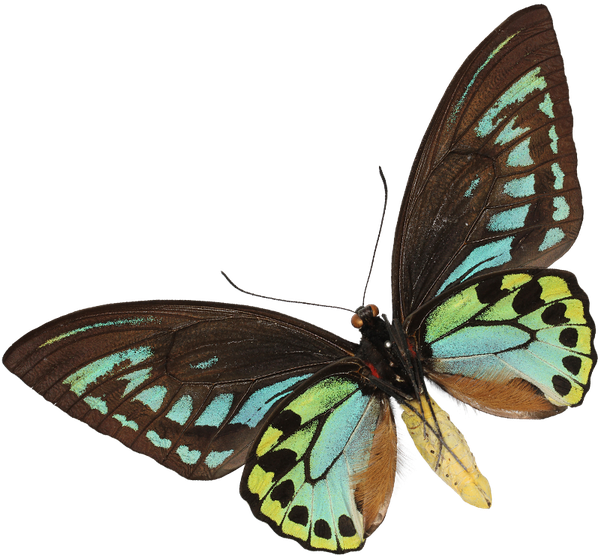 In This Section, There's A Wealth Of Information About - Brush-footed Butterfly (600x600), Png Download
