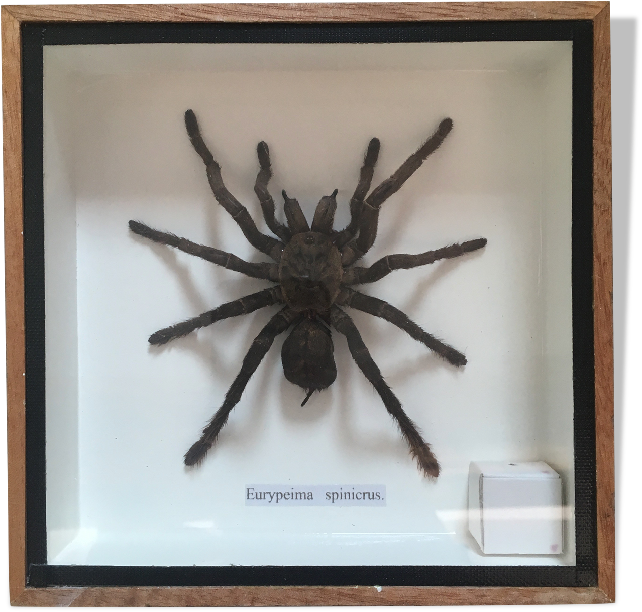 Spider (1457x1457), Png Download