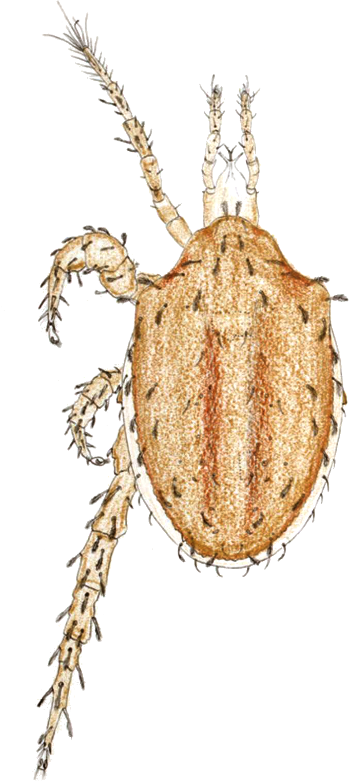 Macrocheles Carinatus By Oudemans - Macrocheles Carinatus (1200x1600), Png Download