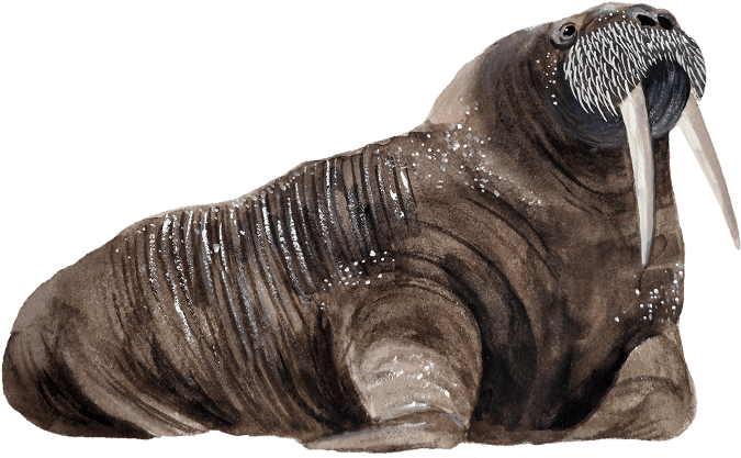 Walrus Ice - Seal (707x438), Png Download