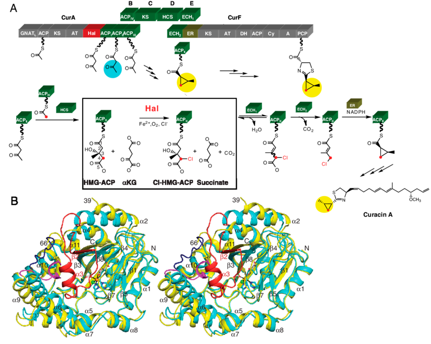 Structure And Function Of Cur Hal (850x678), Png Download