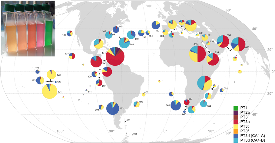 Station Biologique Roscoff Distribution Synechococcus - Circle (1200x500), Png Download