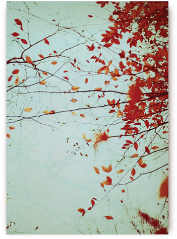 Autumns Reach Postcard - Love Qvotes Plus (560x600), Png Download